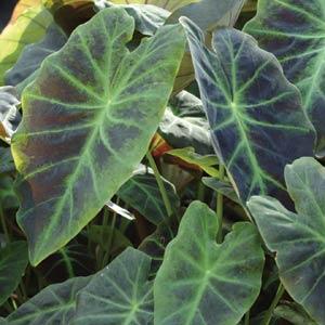 Illustris Colocasia Antiquorum - Bloom