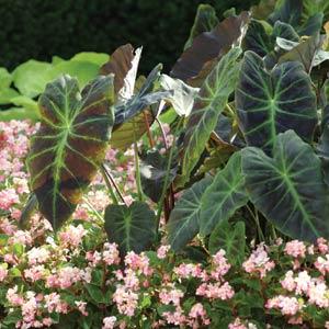 christmas cactus soil mix Cactus and Succulent Soil Mix: The Ultimate Pro Mix Formula 12 Quarts main image 0