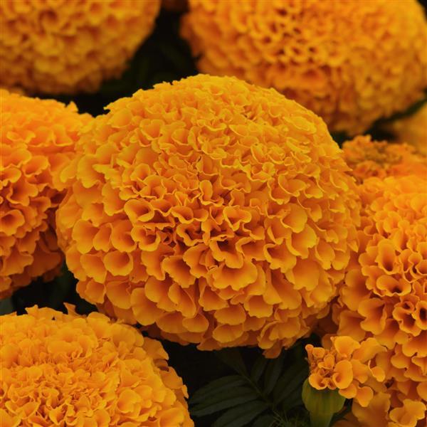 Marvel II™ Orange African Marigold - Bloom