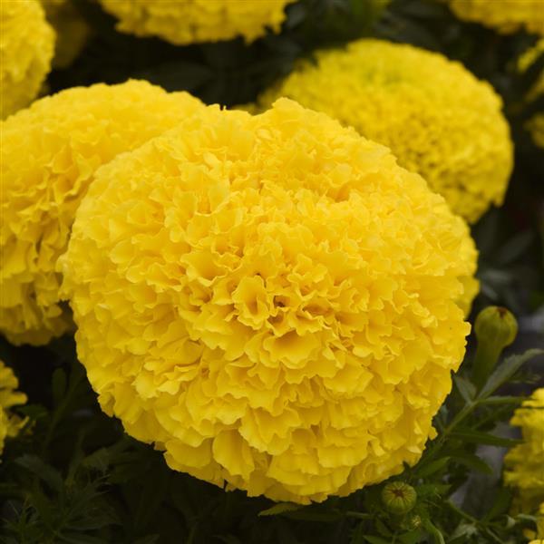 Marvel II™ Yellow African Marigold - Bloom