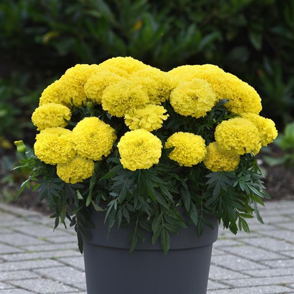 Marvel II™ Yellow African Marigold - Container