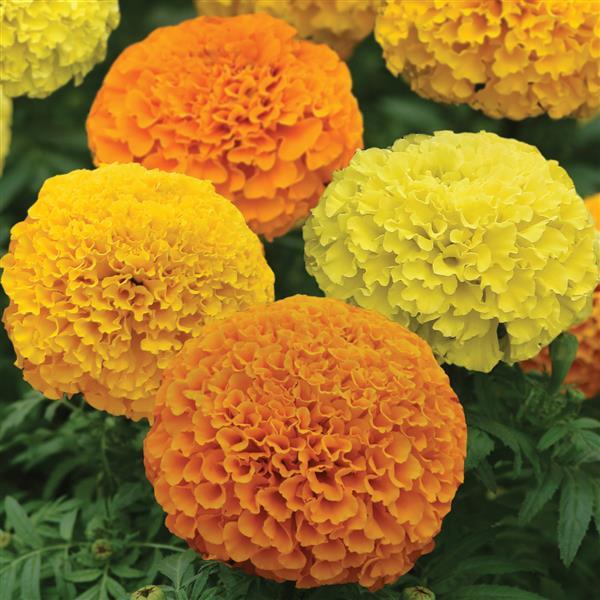 Marvel II™ Mixture African Marigold - Bloom