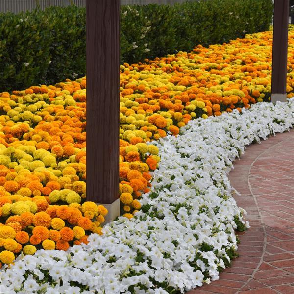 Marvel II™ Mixture African Marigold - Commercial Landscape 1