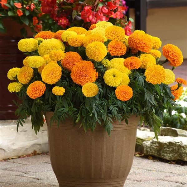Marvel II™ Mixture African Marigold - Container