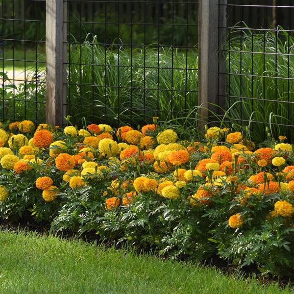 Marvel II™ Mixture African Marigold - Landscape