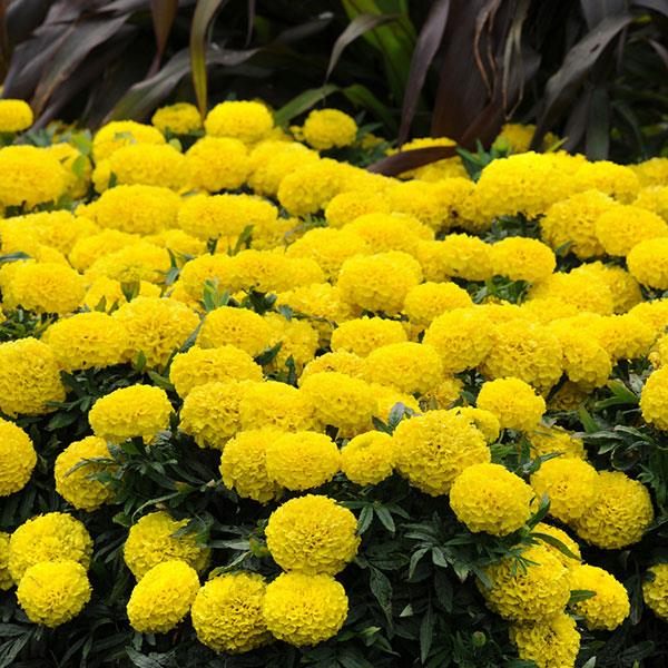 Taishan® Yellow African Marigold - Landscape