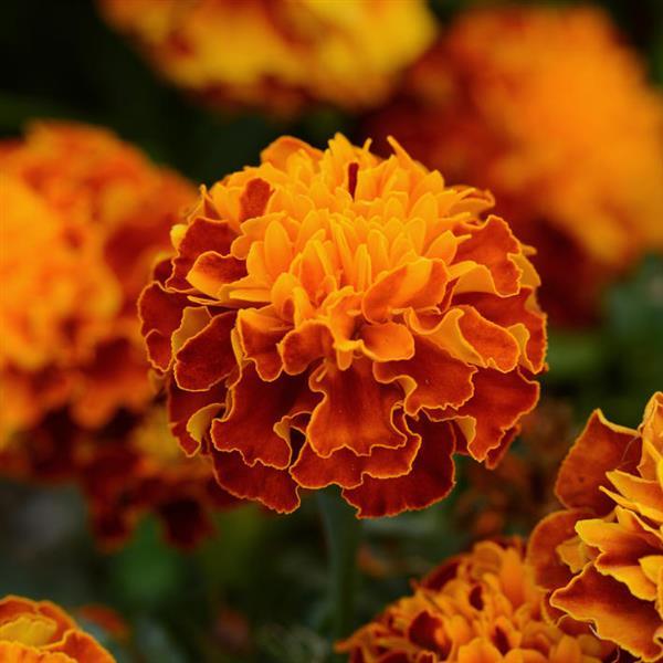 Hot Pak™ Harmony French Marigold - Bloom