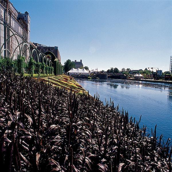 Purple Majesty Ornamental Millet - Commercial Landscape 1