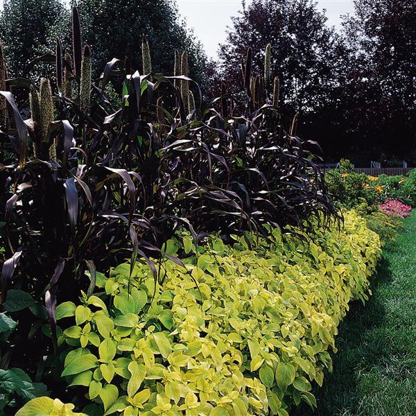 Purple Majesty Ornamental Millet - Commercial Landscape 2