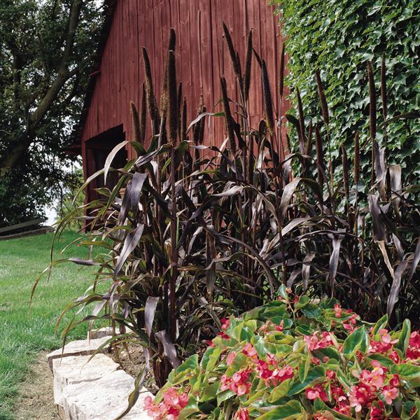 Purple Majesty Ornamental Millet - Landscape