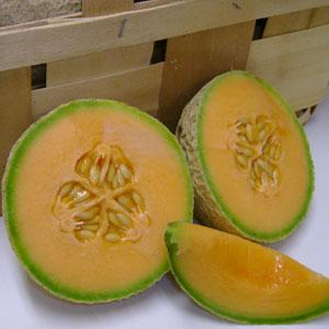 Sugar Cube Melon - Bloom