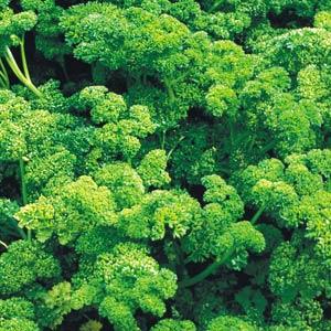 Herb Parsley Triple Curled