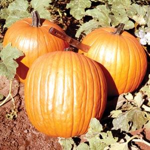 Howden Pumpkin - Bloom