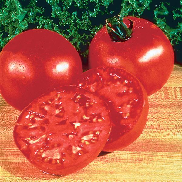 Burpee's Big Boy® Tomato - Bloom