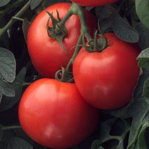 Bush Early Girl Tomato - Bloom