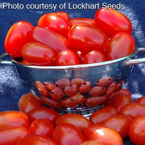 Red Grape Tomato - Bloom