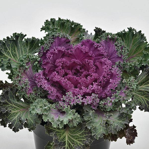 Flowering Kale Nagoya Red