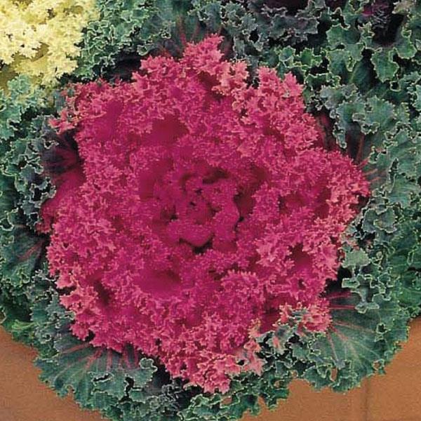 Flowering Kale Nagoya Rose