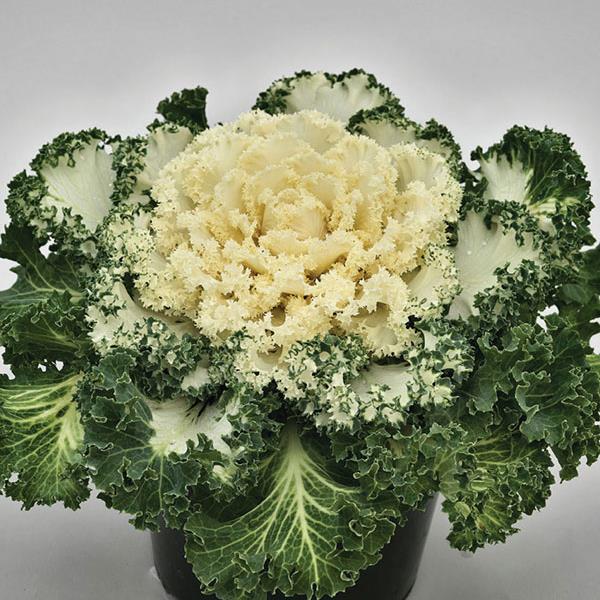 Flowering Kale Nagoya White