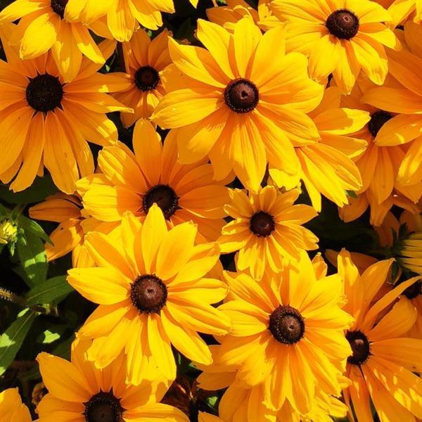 Sunspot Gold Rudbeckia - Bloom