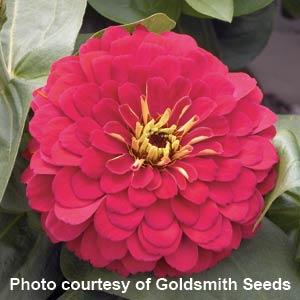 Magellan Cherry Zinnia - Bloom