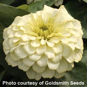 Magellan Ivory Zinnia - Bloom