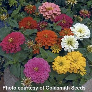 Magellan Mix Zinnia - Bloom