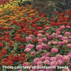 Magellan Mix Zinnia - Landscape