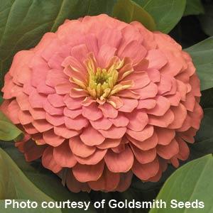 Magellan Salmon Zinnia - Bloom