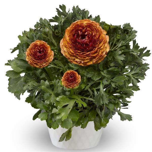 Maché Chocolate Ranunculus