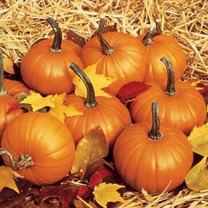 Baby Bear Pumpkin - Bloom