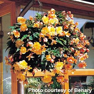 Illumination Apricot Tuberous Begonia - Basket