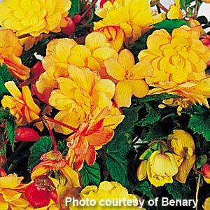 Illumination Apricot Tuberous Begonia - Bloom
