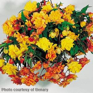 Illumination Apricot Tuberous Begonia - Container