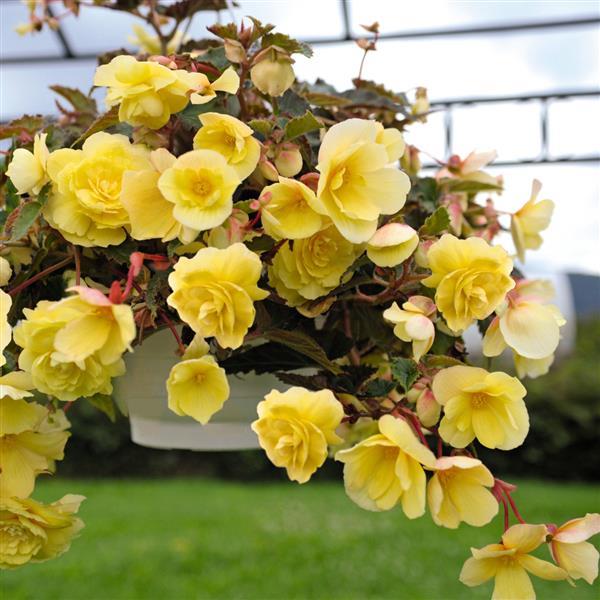 Illumination Lemon Tuberous Begonia - Basket