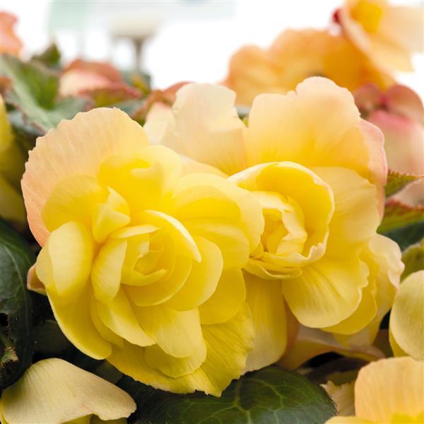 Illumination Lemon Tuberous Begonia - Bloom