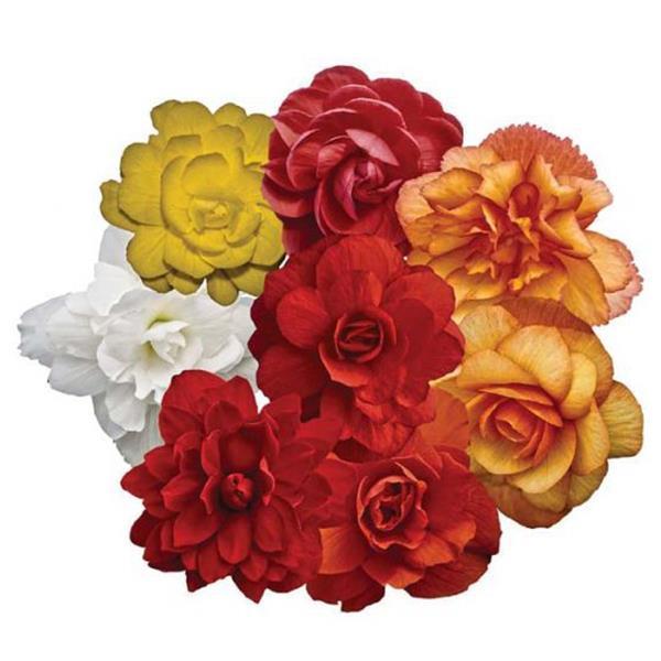 Illumination Mix Tuberous Begonia - Bloom