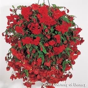 Illumination Orange Tuberous Begonia - Basket