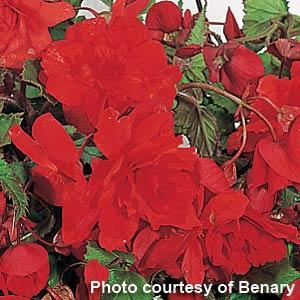 Illumination Orange Tuberous Begonia - Bloom