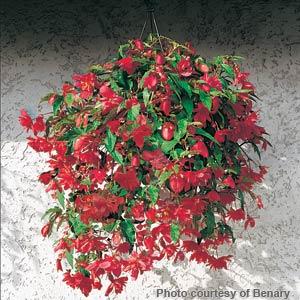 Illumination Rose Tuberous Begonia - Basket