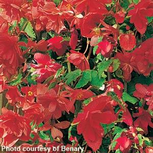 Illumination Rose Tuberous Begonia - Bloom