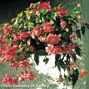Illumination Salmon Pink Tuberous Begonia - Basket