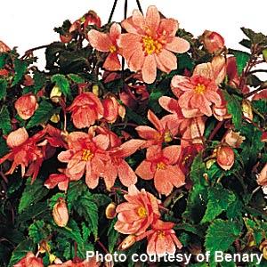 Illumination Salmon Pink Tuberous Begonia - Bloom