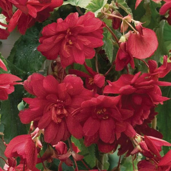 Illumination Scarlet Tuberous Begonia - Bloom