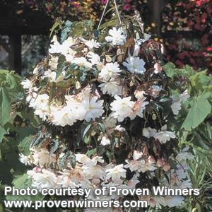 Illumination White Tuberous Begonia - Basket