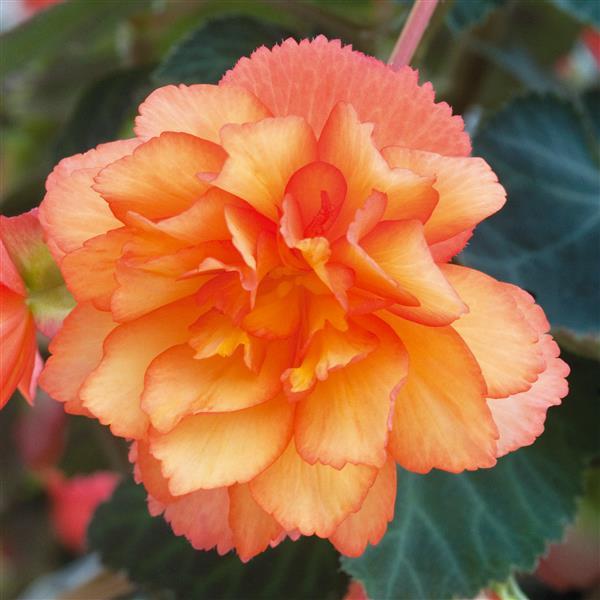 Illumination Golden Picotee Tuberous Begonia - Bloom