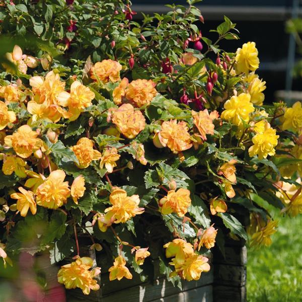 Illumination Apricot Shades Tuberous Begonia - Container