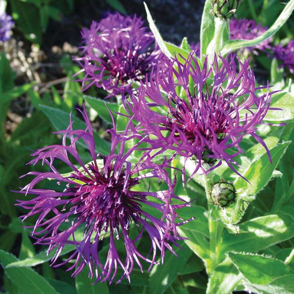 Centaurea montana Amethyst Dream - Bloom