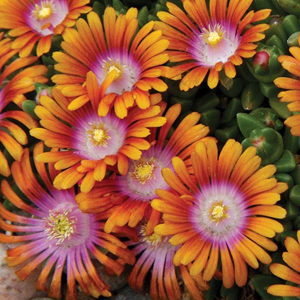 Delosperma hybrid Fire Spinner® - Bloom