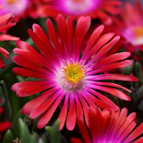 Delosperma Jewel of Desert Garnet - Bloom